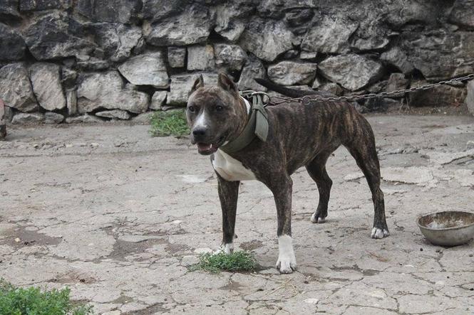 Pitbull pit bull 