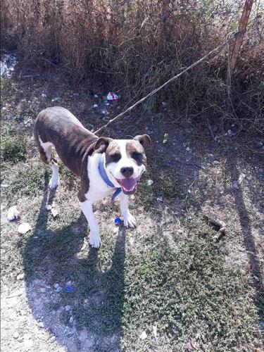 Pitbull