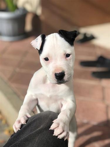 Pitbull