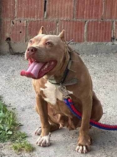 Pitbull