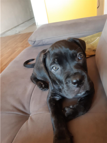 Cane Corso