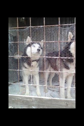 Hasky 