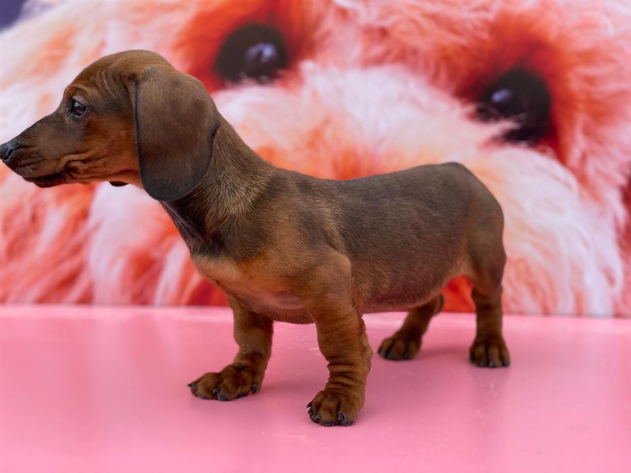 Dashchund