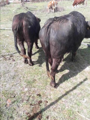 Bullica