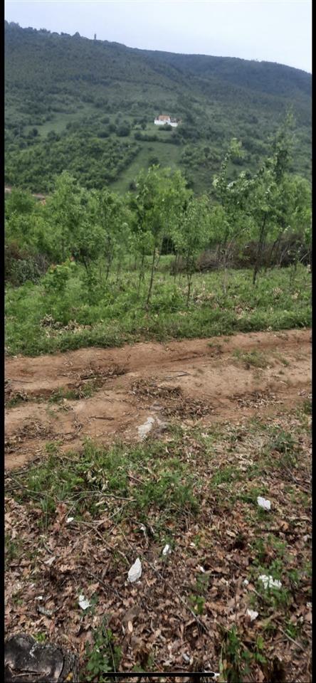 Plitkoviq-