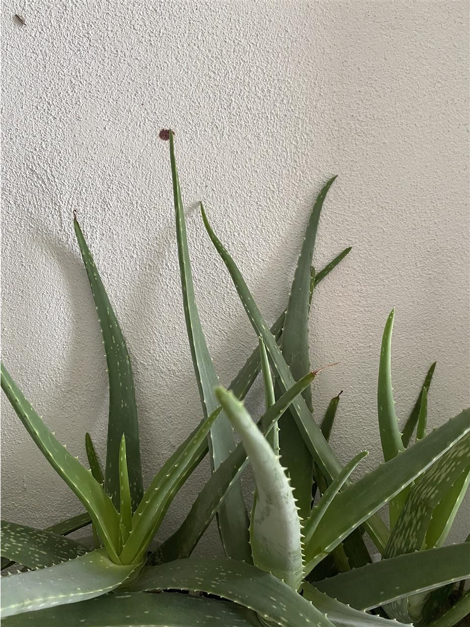 Aloe-vera-