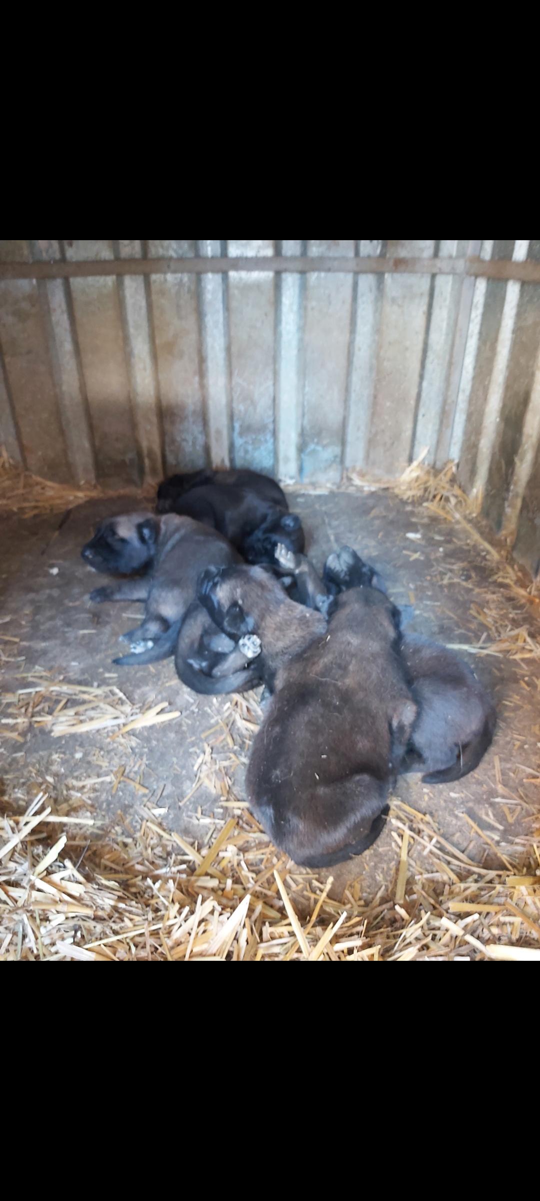 Malinois