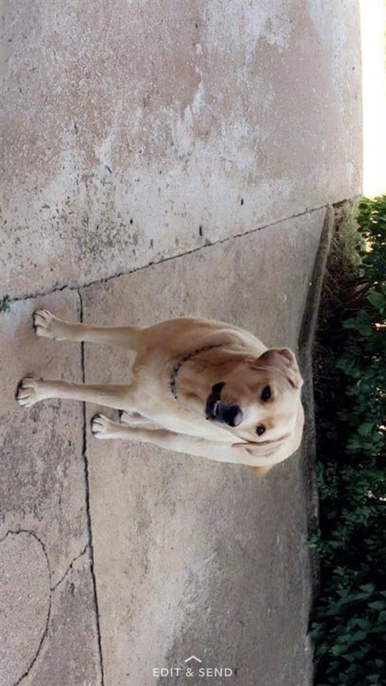 Maxi