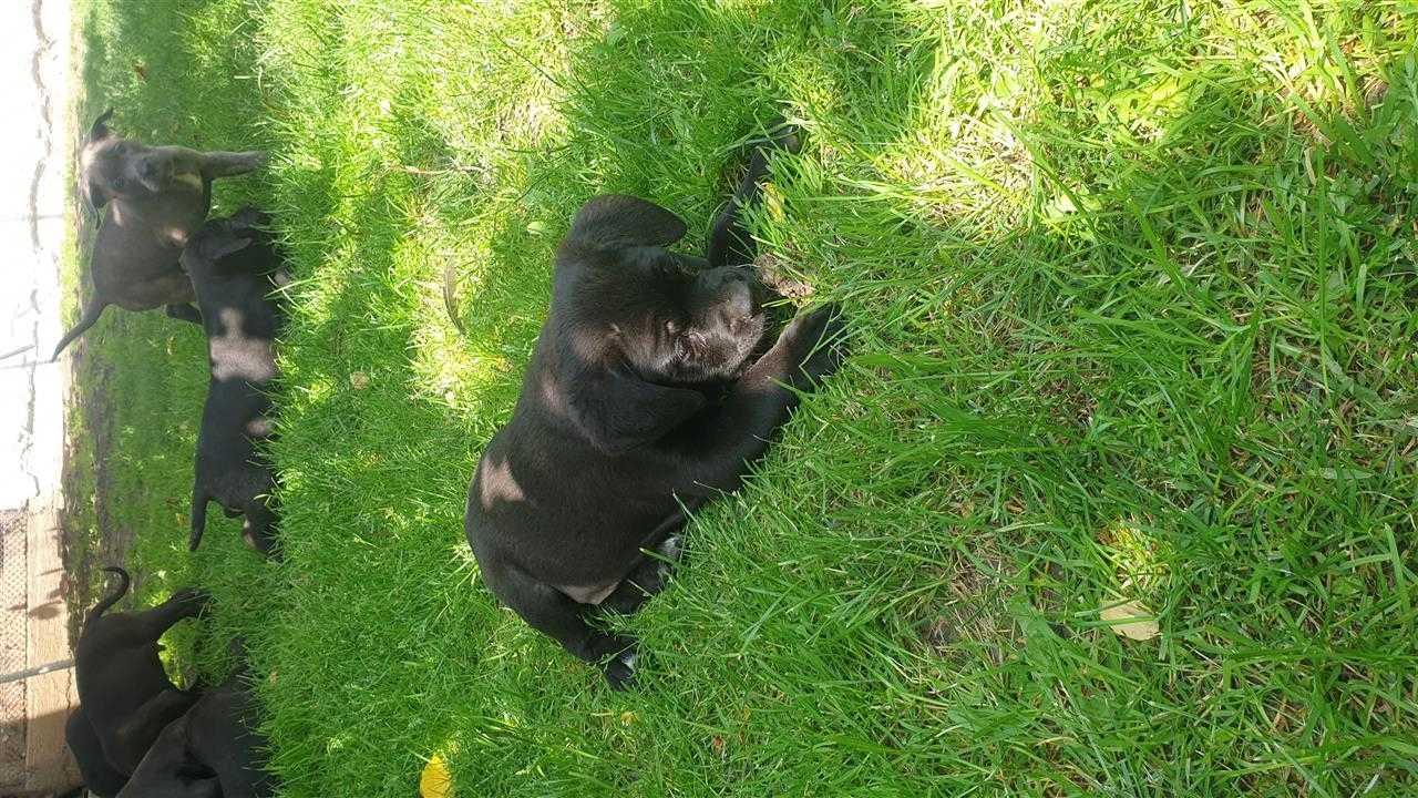 Cane-Corso-