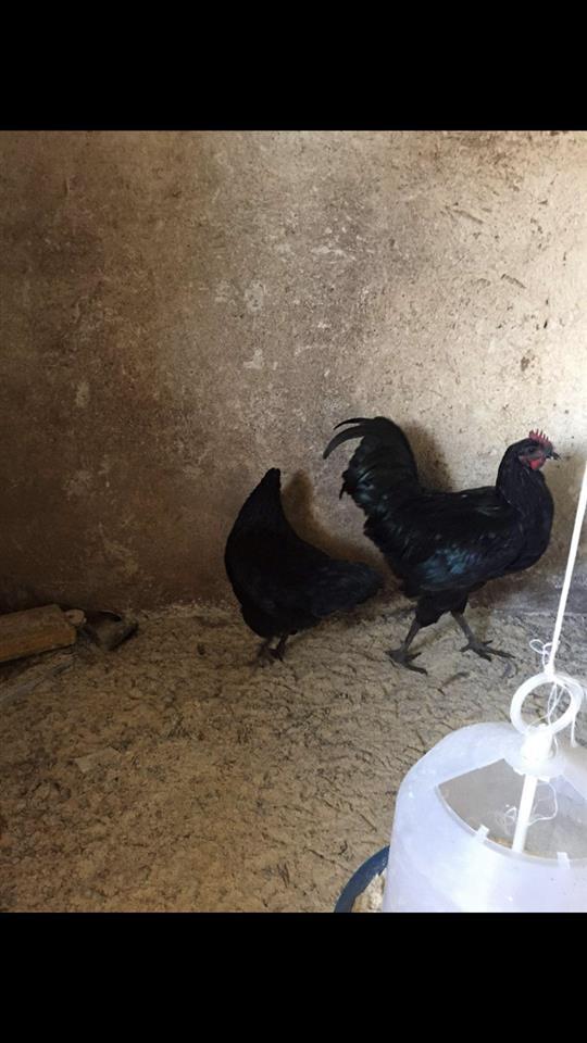 Shitet-Çifti-Australorp-