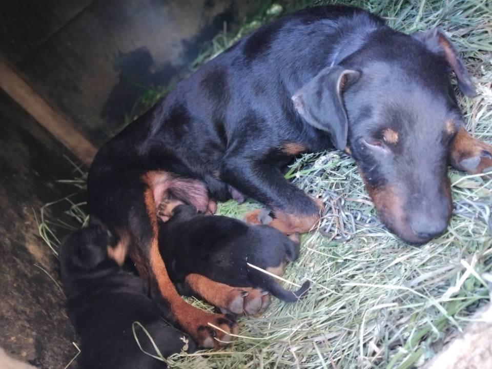 Klysha-TERRIER
