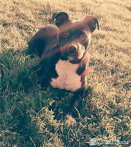 Pitbull 
