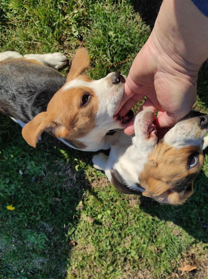 Beagle