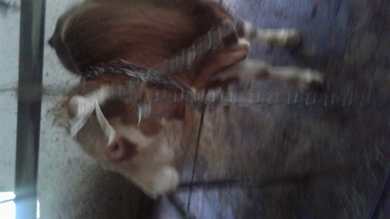Mzat