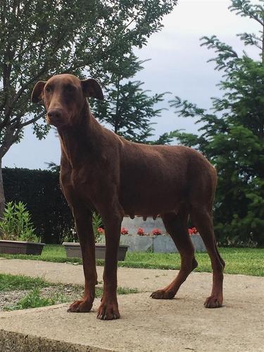 Dobermann