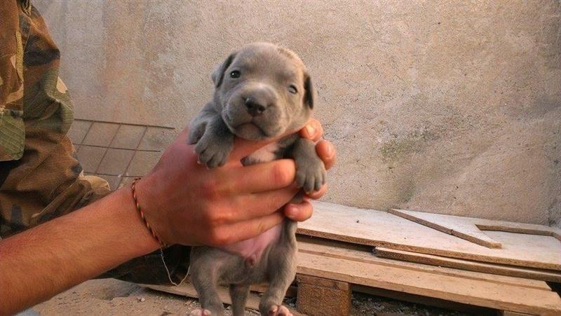 Pitbull