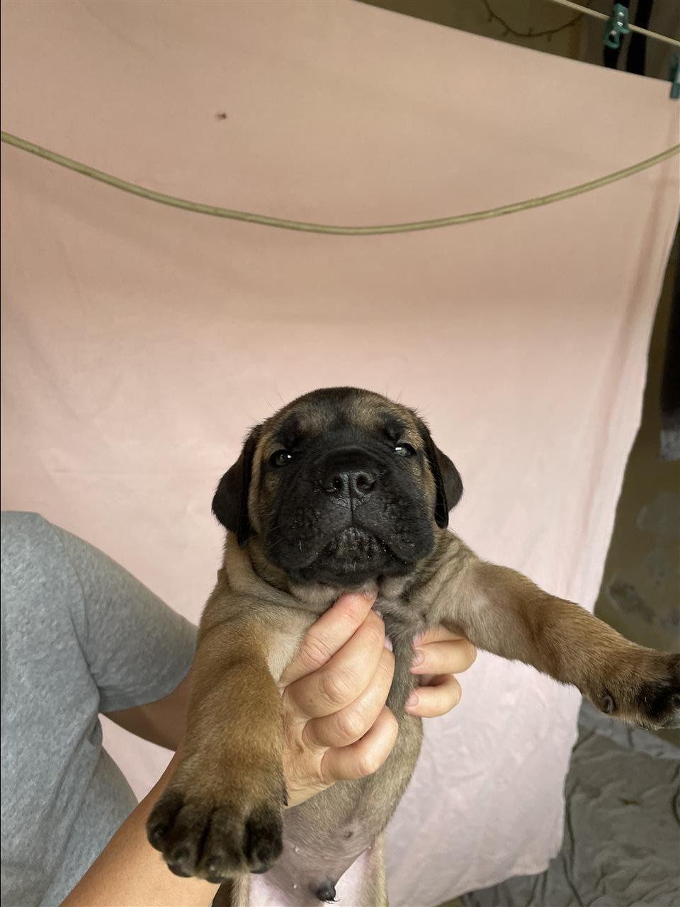 Cane-Corso