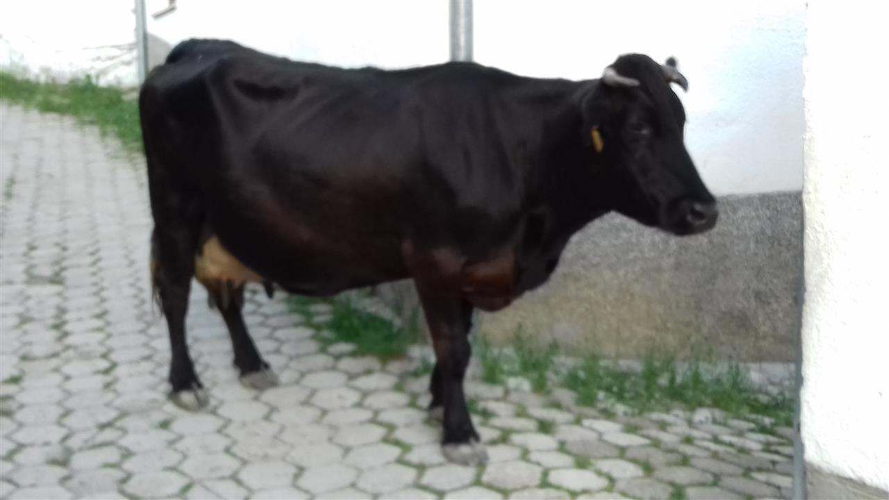 Lope-
