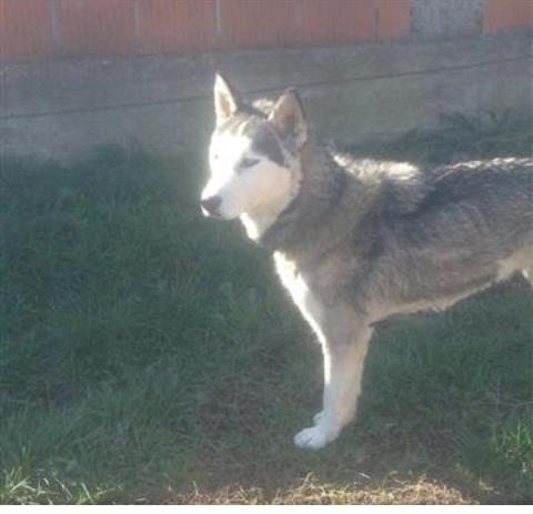 Hasky-