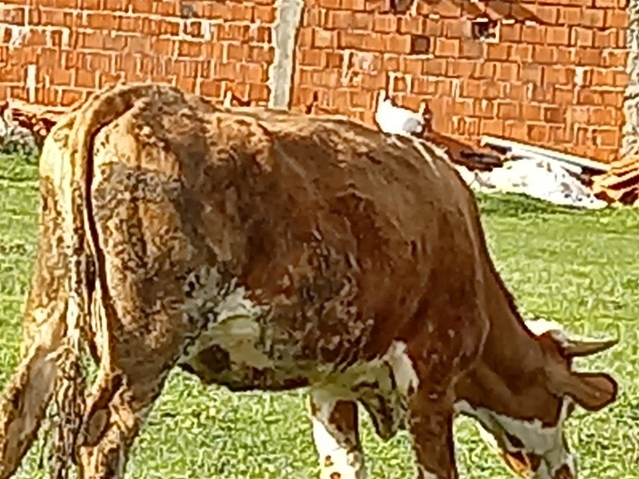 Mshtjerra