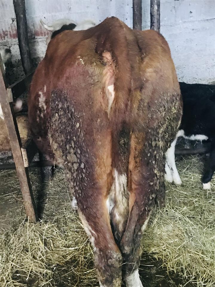 Shes-mshtjerr-bio-