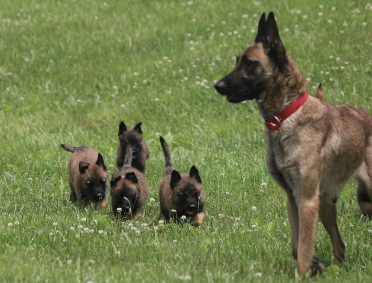 Begian-Malinois