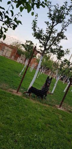 Qenin 