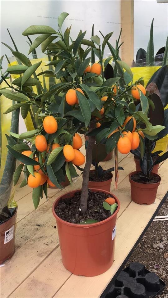 Limon
