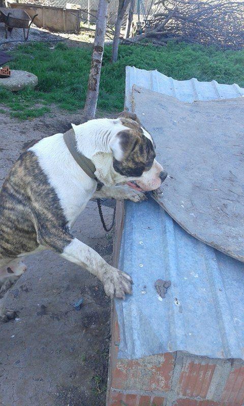 Pitbull