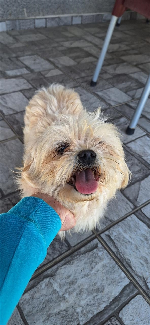 Maltese