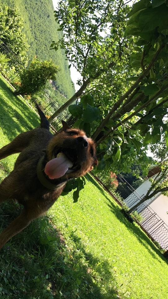 Terrier