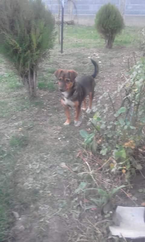 bubi