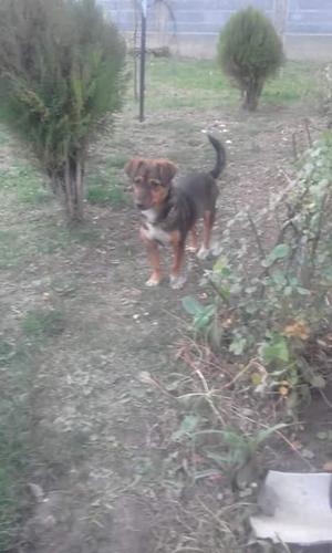 bubi
