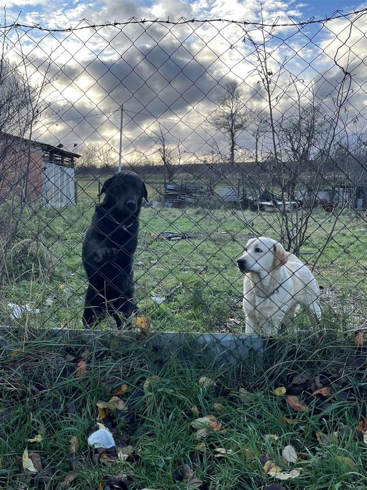 Labrador