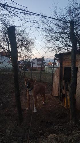 Shitet pitbulli