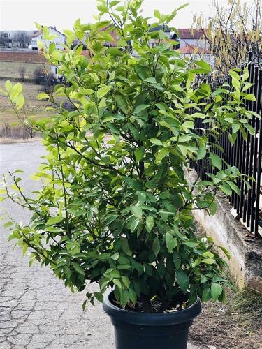 Peme e Limonit