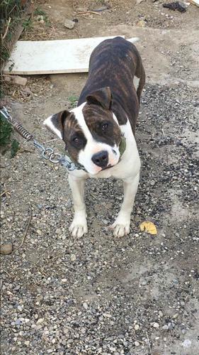pitbull