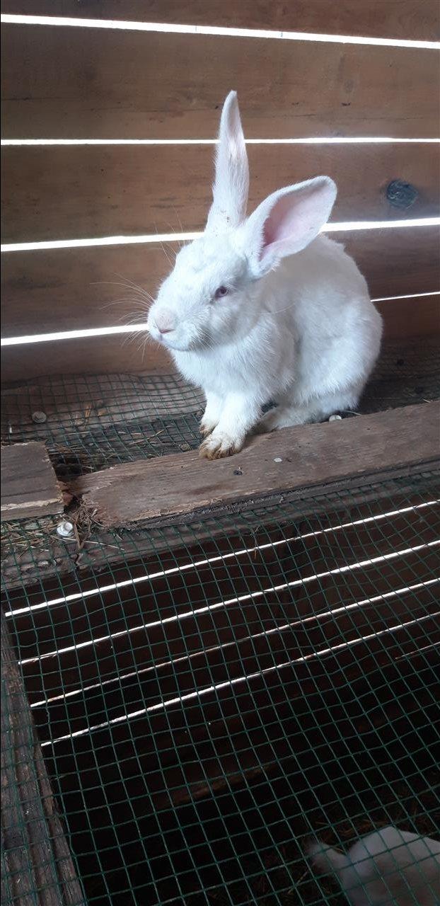 Lepuj