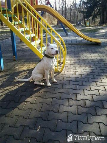 Dog-Argjentin