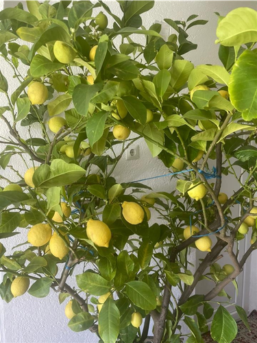 Limon 