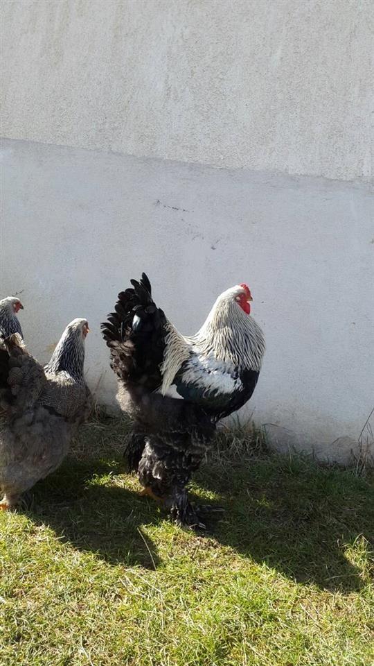 Pula-braham-
