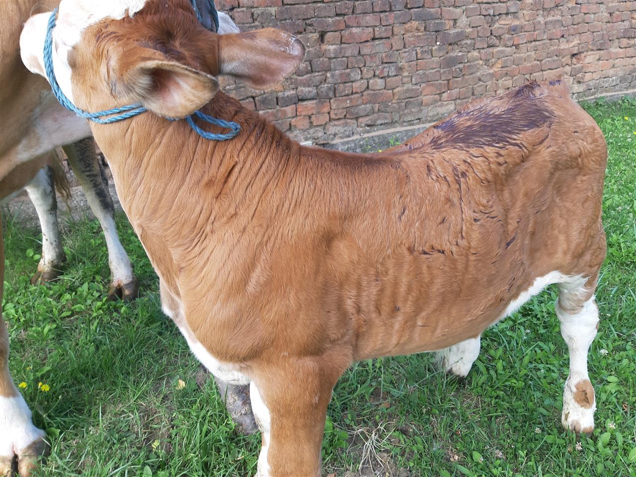 Lop