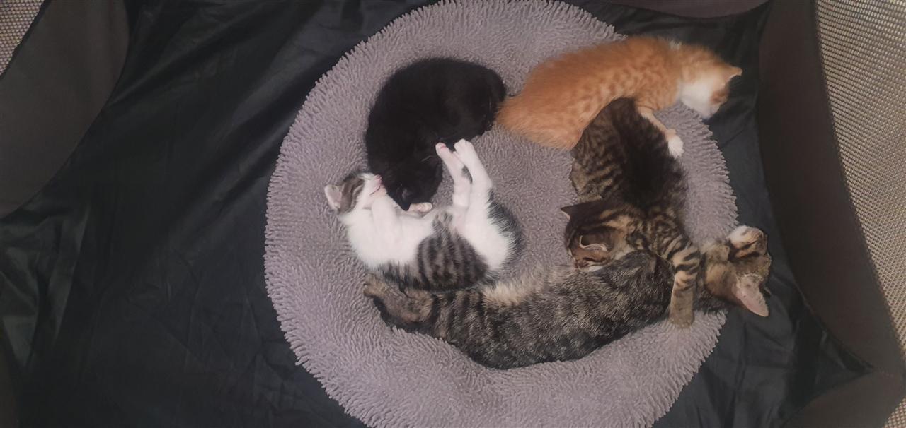 Per-adoptim