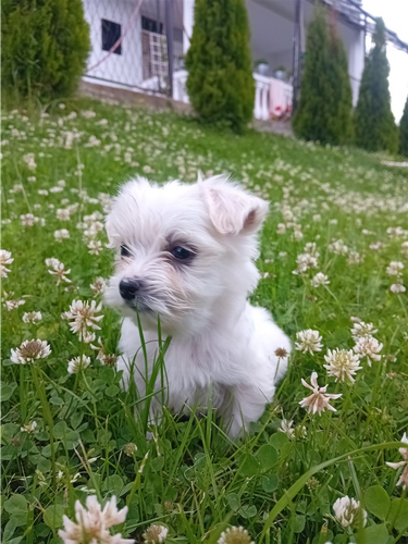 Maltezer