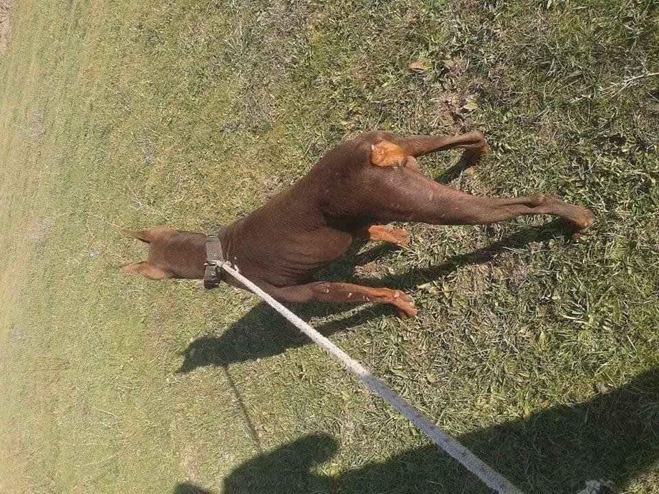 Doberman