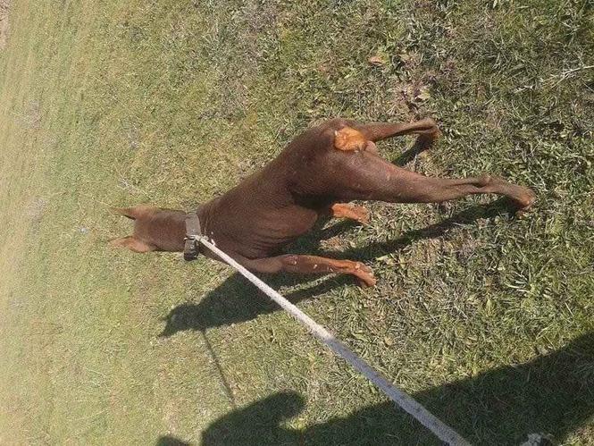 Doberman