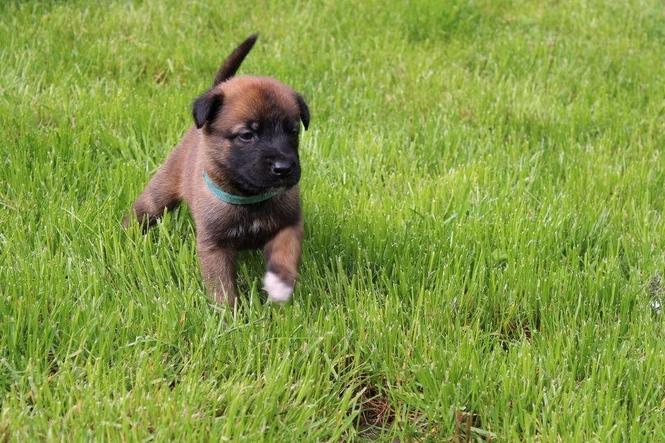 Malinois 