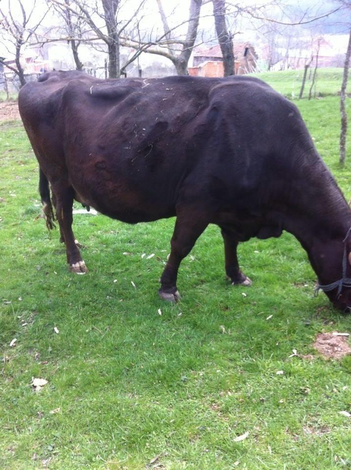 Lope-