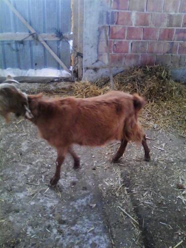 Dhija