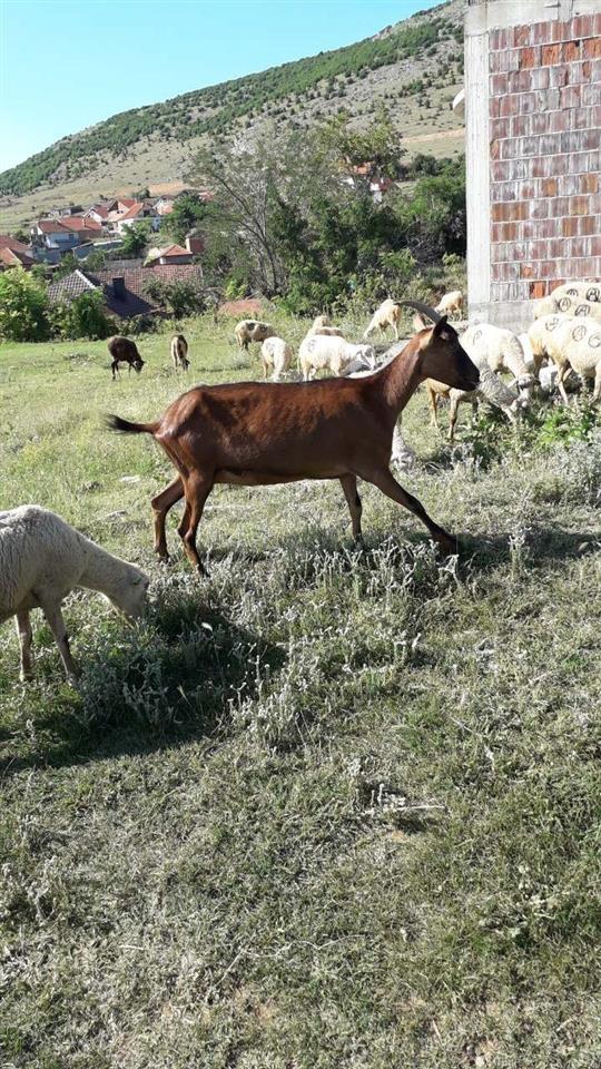 dele